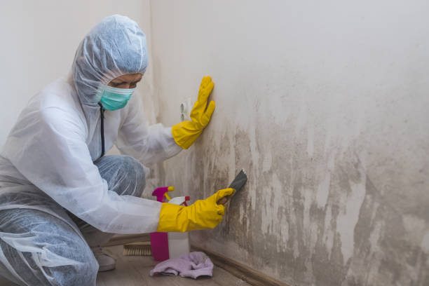 Best Post-Flood Mold Remediation in Columbia, SC