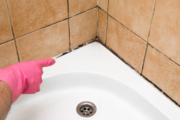 Best Kitchen Mold Remediation in Columbia, SC